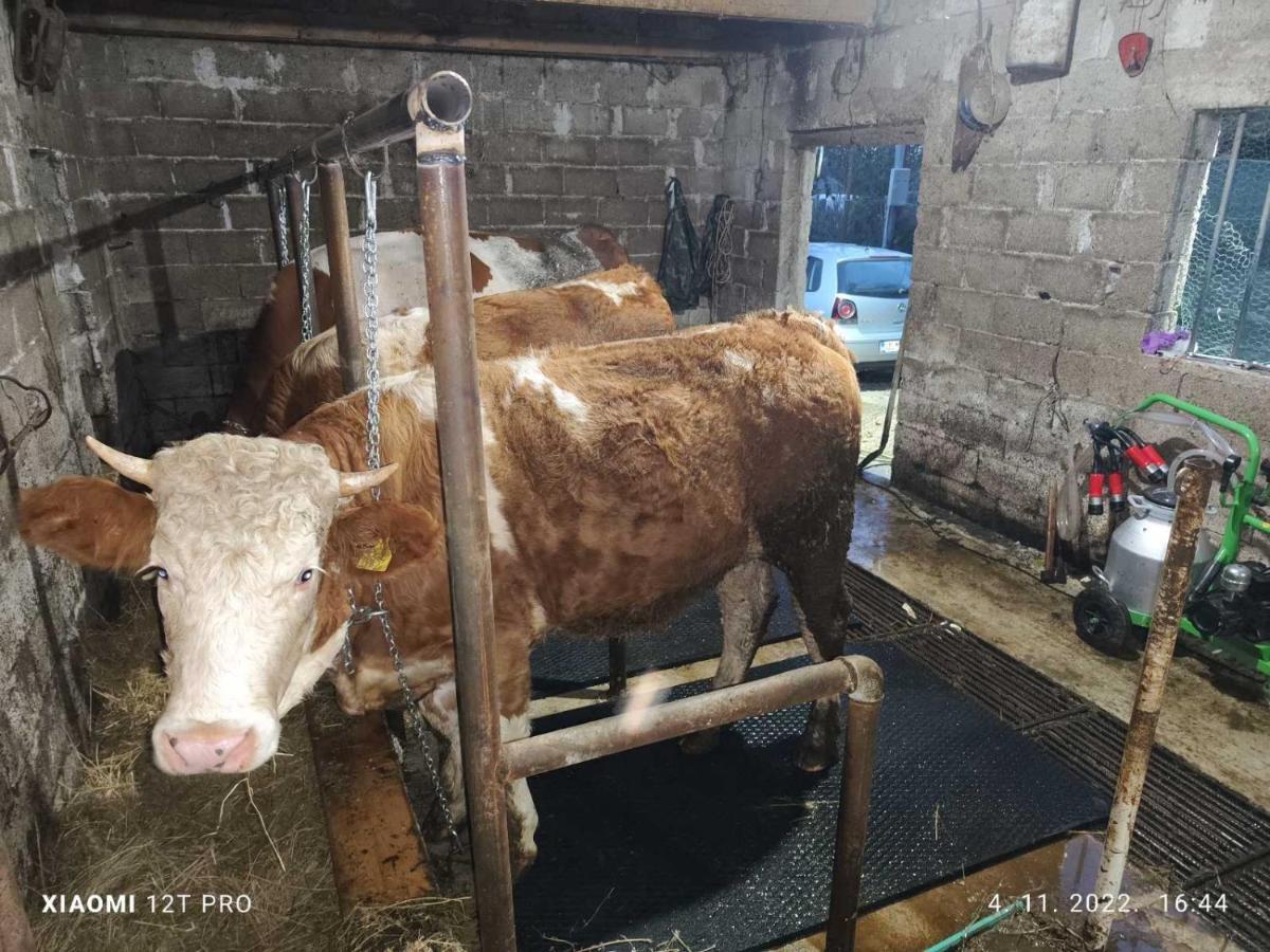 Olive Garden 2 Farm Daire Ülgün Dış mekan fotoğraf