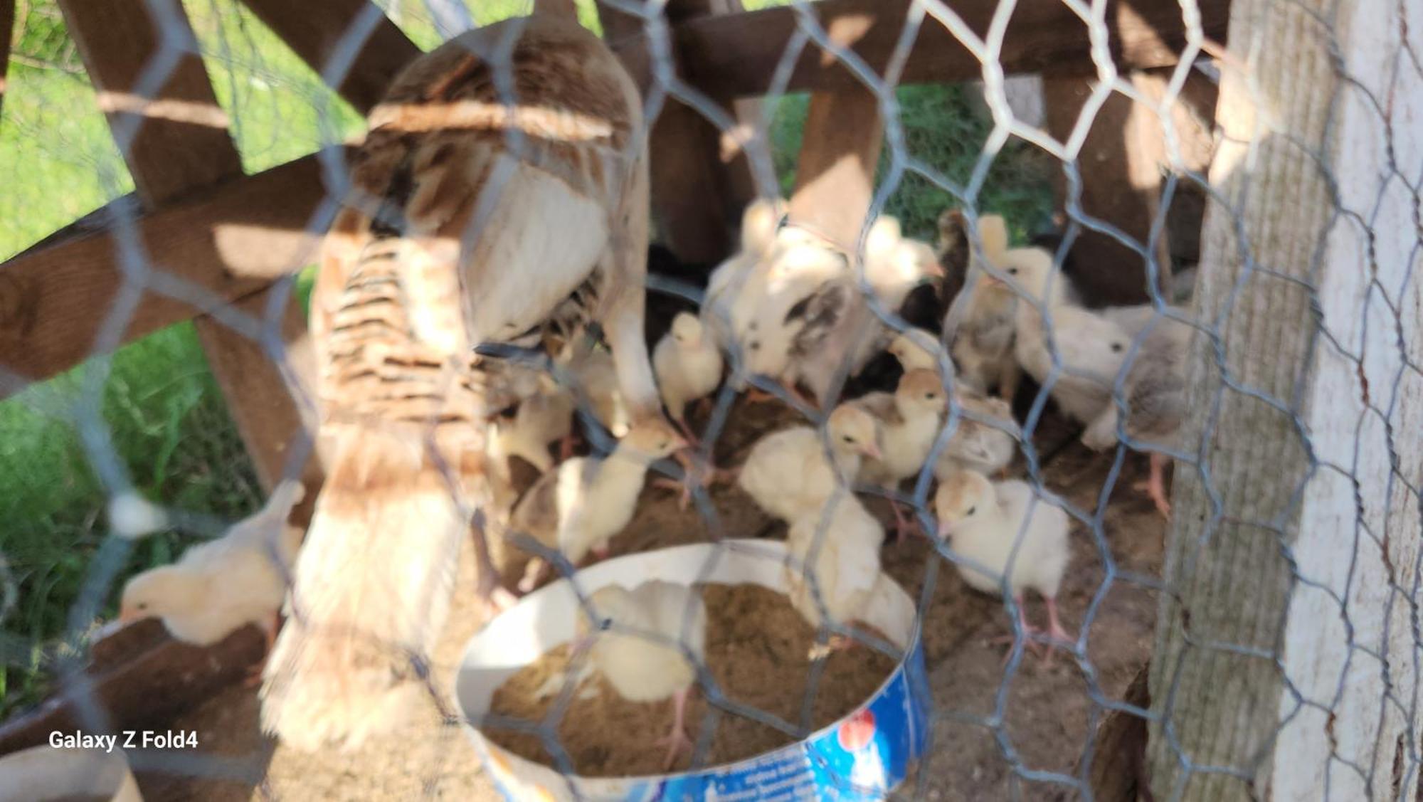 Olive Garden 2 Farm Daire Ülgün Dış mekan fotoğraf